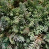 Sedum reflexum, Bjerg-stenurt