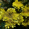 Sedum reflexum, Bjerg-stenurt