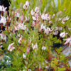 Vaccinium macrocarpon 'Big Pearl', Storfrugtet tranebær