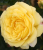 Rosa 'Peer Gynt' (Korol)