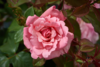 Rosa 'Sofiero™' Poulsak(N)