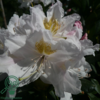 Rhododendron hybrid 'Cunningham's White'