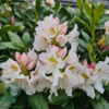 Rhododendron hybrid 'Cunningham's White'