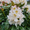 Rhododendron hybrid 'Cunningham's White'