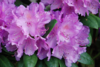 Rhododendron hybrid 'Catawbiense Grandiflorum'