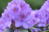 Rhododendron hybrid 'Catawbiense Grandiflorum'