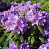Rhododendron hybrid 'Catawbiense Grandiflorum'