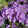 Rhododendron hybrid 'Catawbiense Grandiflorum'