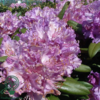 Rhododendron hybrid 'Alfred'