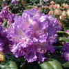 Rhododendron hybrid 'Alfred'