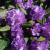 Rhododendron hybrid 'Alfred'