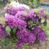 Rhododendron hybrid 'Azurro'