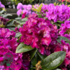 Rhododendron hybrid 'Black Pearl'