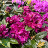 Rhododendron hybrid 'Black Pearl'