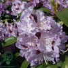 Rhododendron hybrid 'Blue Peter'