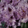 Rhododendron hybrid 'Blue Peter'