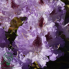 Rhododendron hybrid 'Blue Peter'