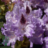 Rhododendron hybrid 'Blue Peter'