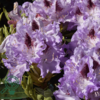 Rhododendron hybrid 'Blue Peter'