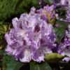 Rhododendron hybrid 'Blue Peter'