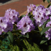 Rhododendron hybrid 'Blue Peter'
