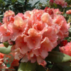 Rhododendron hybrid 'Brasilia'