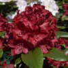 Rhododendron hybrid 'Cherry Kiss'