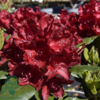 Rhododendron hybrid 'Cherry Kiss'