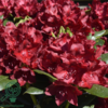 Rhododendron hybrid 'Cherry Kiss'