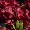 Rhododendron hybrid 'Cherry Kiss'