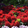 Rhododendron hybrid 'Cherry Kiss'