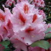 Rhododendron hybrid 'Diadem'