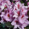 Rhododendron hybrid 'Diadem'