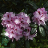 Rhododendron hybrid 'Diadem'