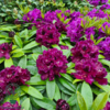Rhododendron hybrid 'Dramatic Dark'