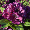 Rhododendron hybrid 'Dramatic Dark'
