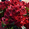 Rhododendron hybrid 'Edith Hachmann'