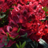 Rhododendron hybrid 'Edith Hachmann'