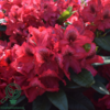 Rhododendron hybrid 'Edith Hachmann'