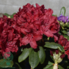 Rhododendron hybrid 'Erato'