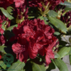 Rhododendron hybrid 'Erato'