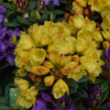 Rhododendron hybrid 'Golden Everest'
