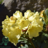 Rhododendron hybrid 'Golden Everest'
