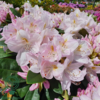 Rhododendron hybrid 'Gomer Waterer'
