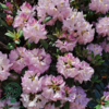 Rhododendron hybrid 'Gomer Waterer'