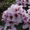 Rhododendron hybrid 'Graffito'