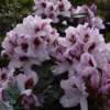 Rhododendron hybrid 'Graffito'