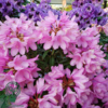 Rhododendron hybrid 'Graziella'