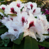 Rhododendron hybrid 'Hachmann's Picobello'