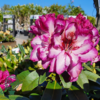Rhododendron hybrid 'Hans Hachmann'